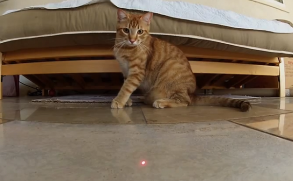 Не можна заставляти кішку полювати за лазерною плямою