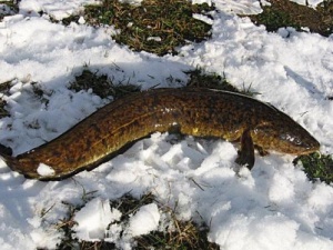 Рідкісні види риб Волинської області