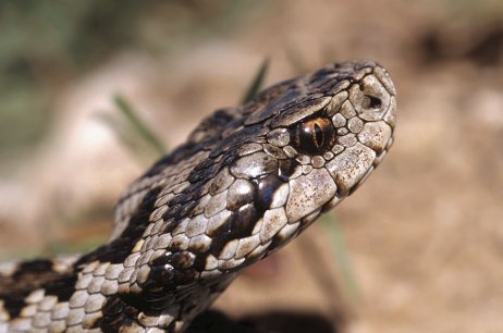 5 найотруйніших змій світу